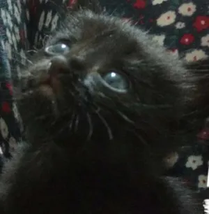 Gato raça Srd idade Abaixo de 2 meses nome Melody