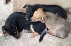 Cachorro raça viralata idade 2 a 6 meses nome filhotes 