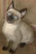 Sophie