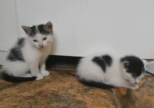 Gato raça Vira-lata idade Abaixo de 2 meses nome Não tem