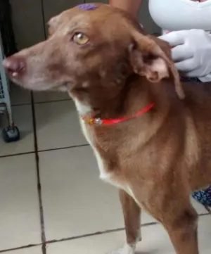 Cachorro raça SRD idade 1 ano nome MORENA