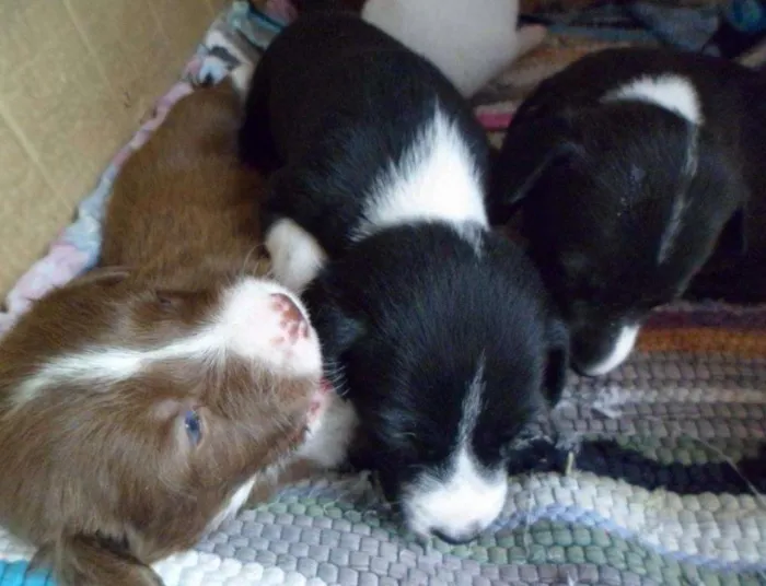 Cachorro ra a SRD idade Abaixo de 2 meses nome SRD