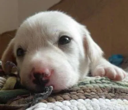 Cachorro ra a SRD idade Abaixo de 2 meses nome SRD