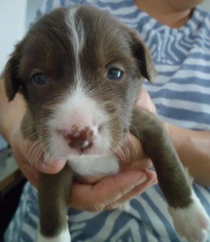 Cachorro ra a SRD idade Abaixo de 2 meses nome SRD