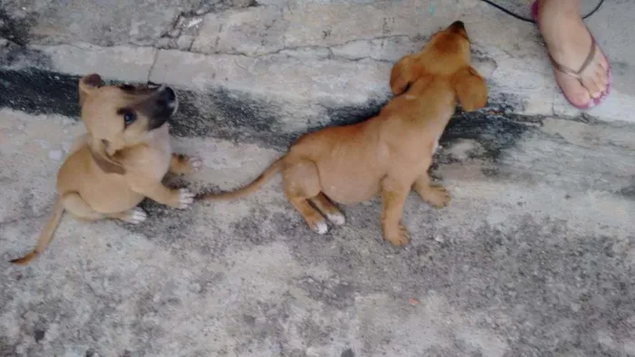 Cachorro raça Não definido idade 7 a 11 meses nome Sem nome