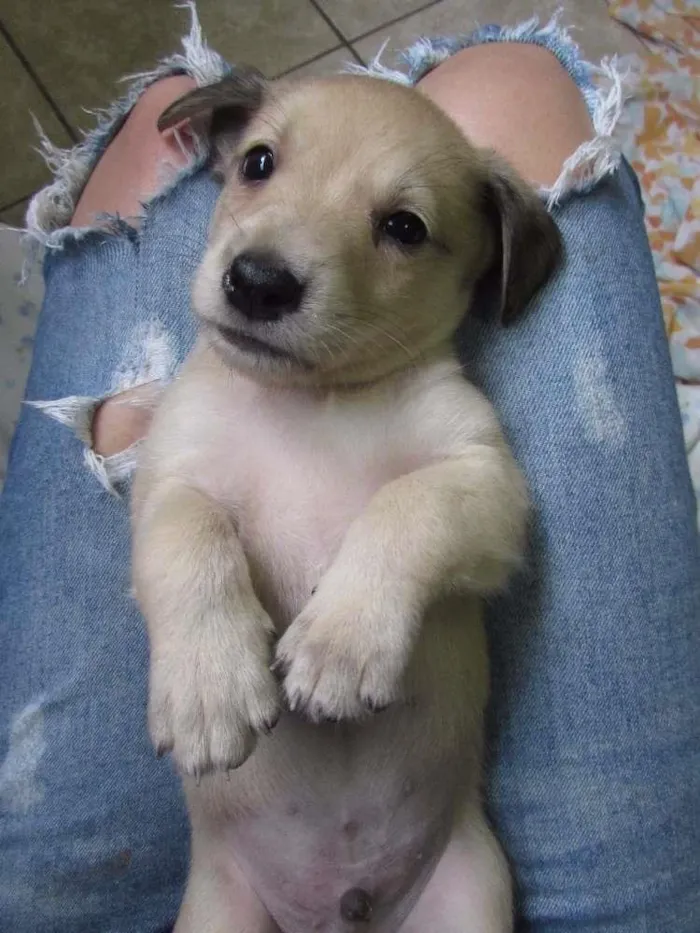 Cachorro raça SRD idade Abaixo de 2 meses nome Lili