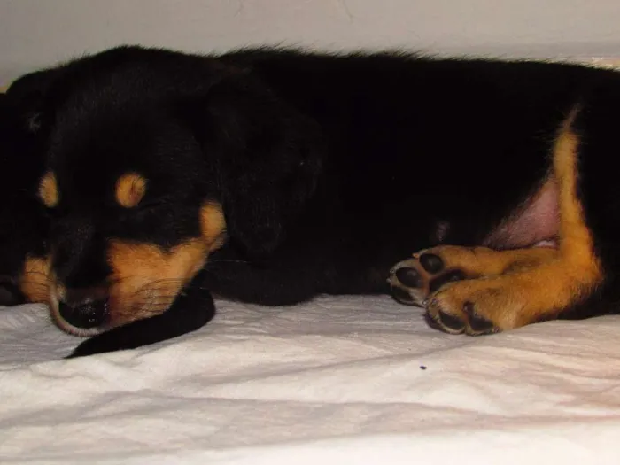 Cachorro raça SRD idade Abaixo de 2 meses nome Lili