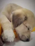 Lili
