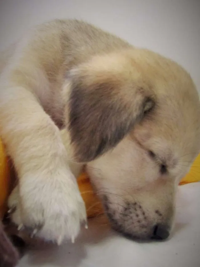 Cachorro raça SRD idade Abaixo de 2 meses nome Lili