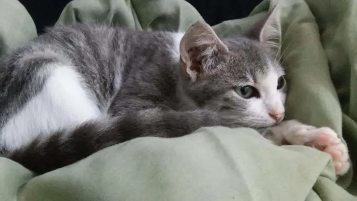 Gato ra a  idade  nome Sem nome