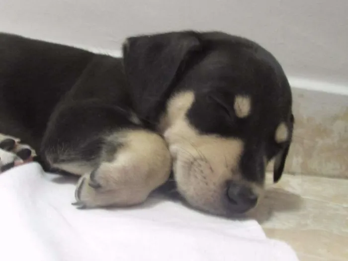 Cachorro raça SRD idade Abaixo de 2 meses nome lili