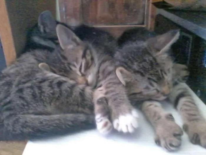 Gato ra a Vira Lata idade 2 a 6 meses nome Sem nome