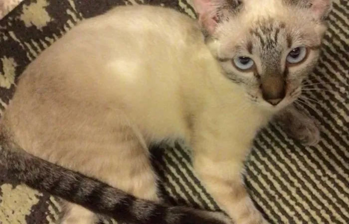 Gato ra a mestiço idade 2 a 6 meses nome pretinha & larinha