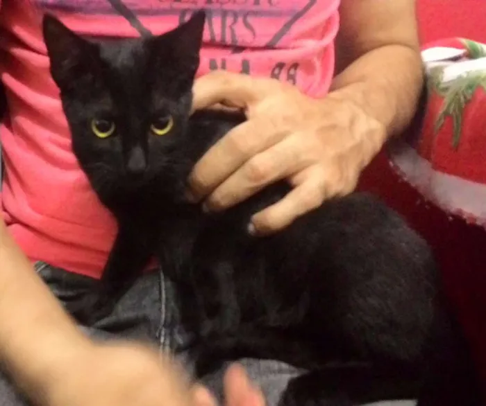 Gato ra a mestiço idade 2 a 6 meses nome pretinha & larinha