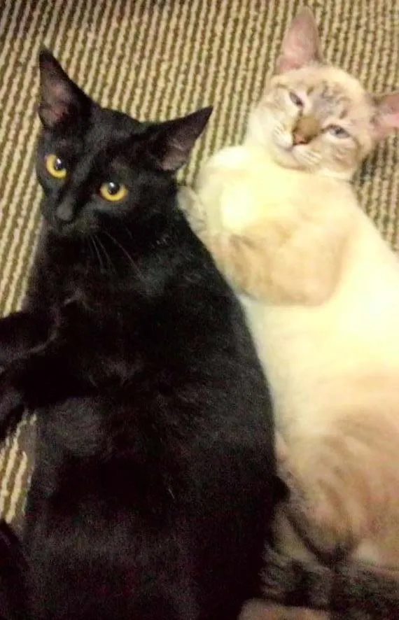 Gato ra a mestiço idade 2 a 6 meses nome pretinha & larinha