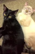 pretinha & larinha