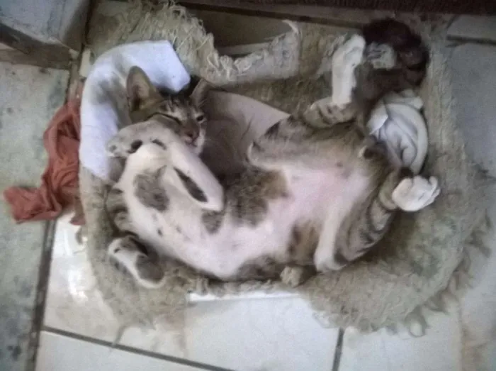 Gato raça SRD idade 2 a 6 meses nome Tinoco