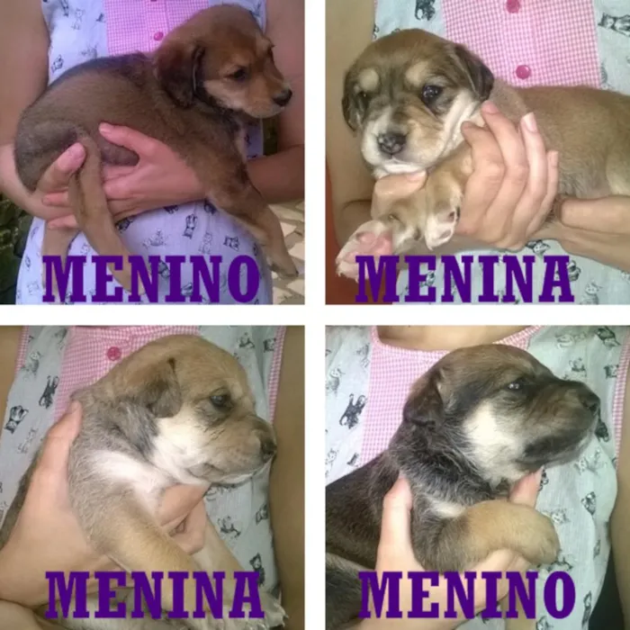 Cachorro raça  idade Abaixo de 2 meses nome Sem Nome
