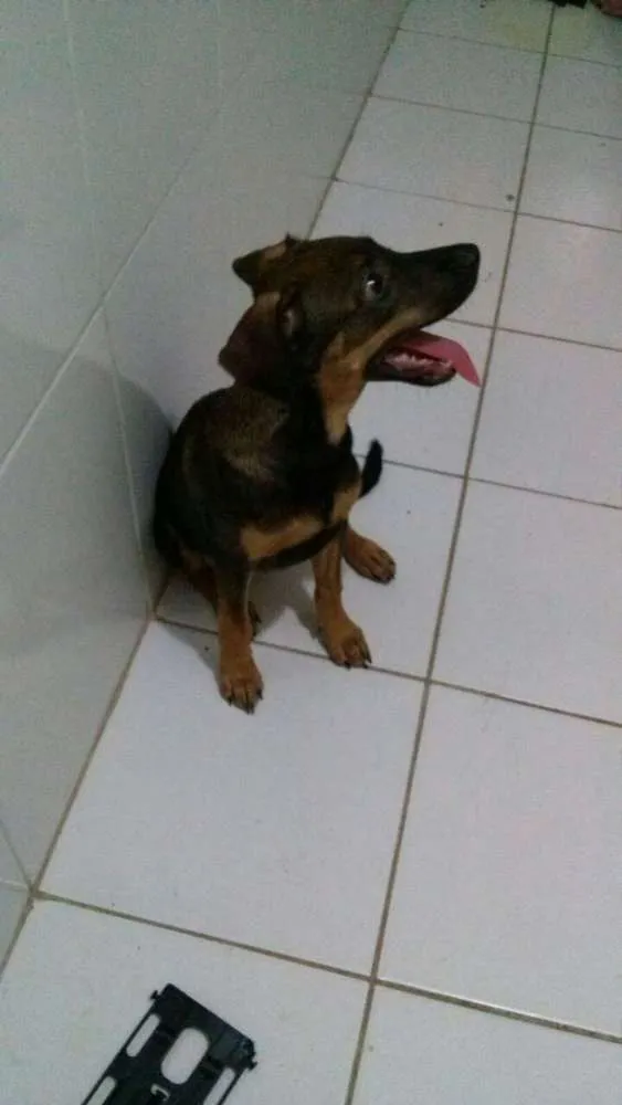 Cachorro ra a Raçeado idade 2 a 6 meses nome Cathita