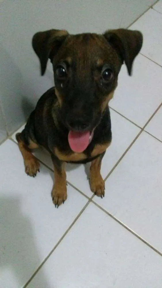 Cachorro ra a Raçeado idade 2 a 6 meses nome Cathita