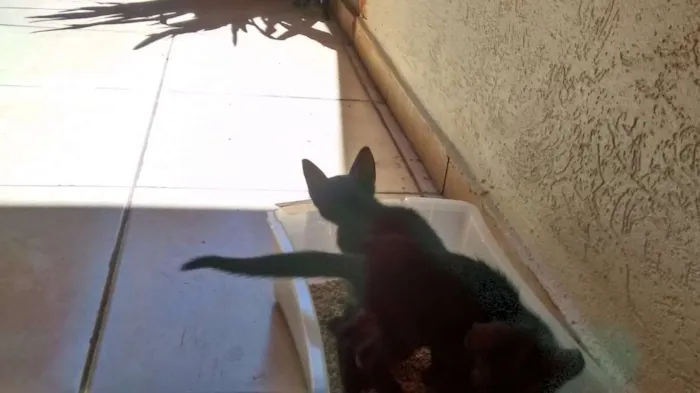 Gato ra a sem raça definida idade 2 a 6 meses nome bola de neve/carvao