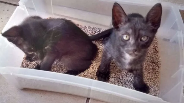 Gato ra a sem raça definida idade 2 a 6 meses nome bola de neve/carvao