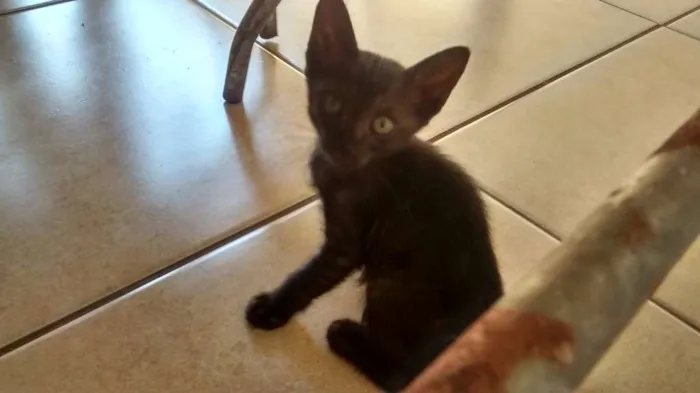 Gato ra a sem raça definida idade 2 a 6 meses nome bola de neve/carvao