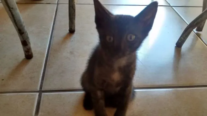 Gato ra a sem raça definida idade 2 a 6 meses nome bola de neve/carvao
