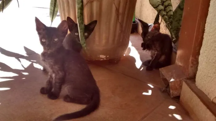 Gato ra a sem raça definida idade 2 a 6 meses nome bola de neve/carvao