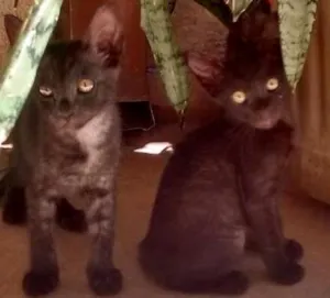 Gato raça sem raça definida idade 2 a 6 meses nome bola de neve/carvao