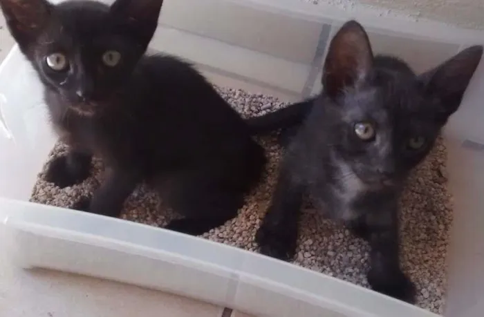 Gato ra a sem raça definida idade 2 a 6 meses nome bola de neve/carvao