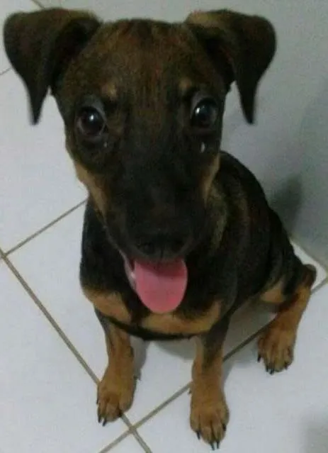 Cachorro ra a Raçeado idade 2 a 6 meses nome Cathita