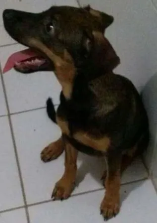 Cachorro ra a Raçeado idade 2 a 6 meses nome Cathita