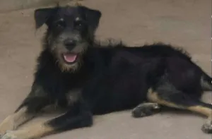 Cachorro raça SRD idade 1 ano nome Duda