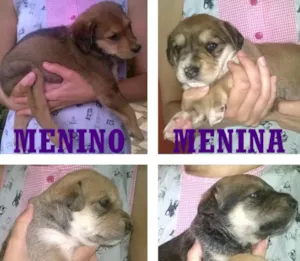 Cachorro raça  idade Abaixo de 2 meses nome Sem Nome
