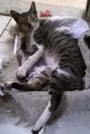 Gato raça SRD idade 2 a 6 meses nome Tinoco