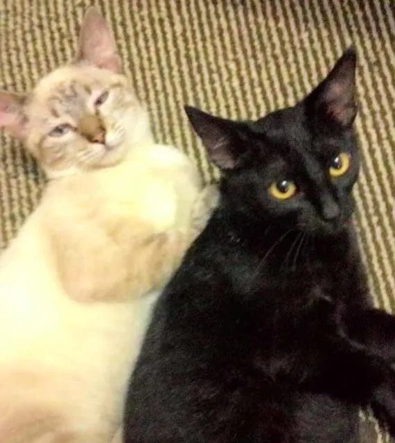 Gato ra a mestiço idade 2 a 6 meses nome pretinha & larinha