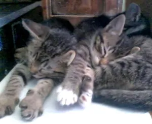Gato raça Vira Lata idade 2 a 6 meses nome Sem nome