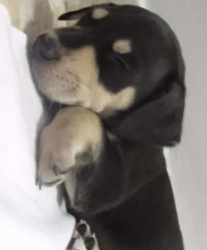 Cachorro raça SRD idade Abaixo de 2 meses nome lili