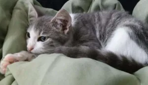 Gato raça  idade  nome Sem nome