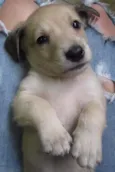 Lili