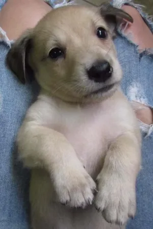 Cachorro raça SRD idade Abaixo de 2 meses nome Lili