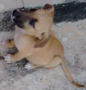 Cachorro raça Não definido idade 7 a 11 meses nome Sem nome