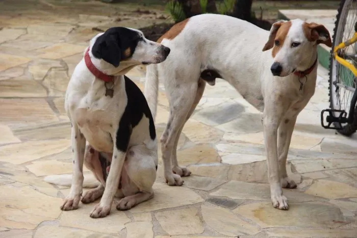 Cachorro ra a SRD idade 4 anos nome Billy e Romeu
