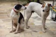 Billy e Romeu