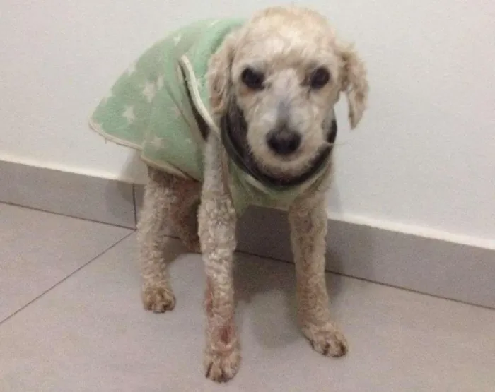 Cachorro ra a Poodle idade 6 ou mais anos nome GUGA GRATIFICA