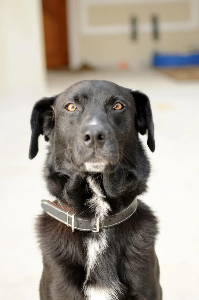 Cachorro ra a vira lata (lembra labrador) idade 6 ou mais anos nome Thor