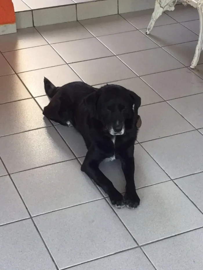 Cachorro ra a vira lata (lembra labrador) idade 6 ou mais anos nome Thor