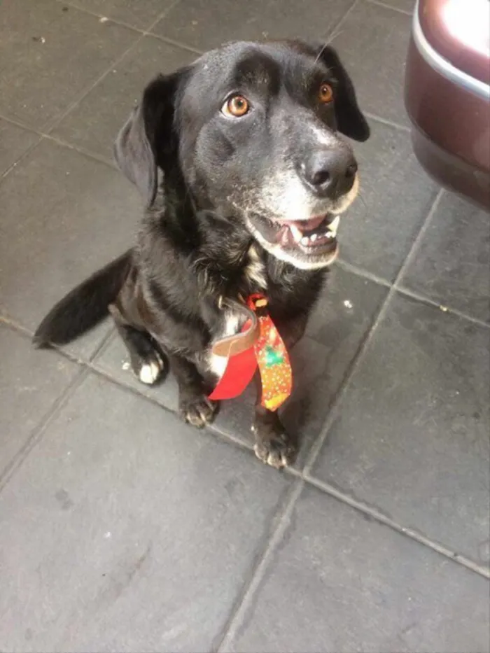 Cachorro ra a vira lata (lembra labrador) idade 6 ou mais anos nome Thor