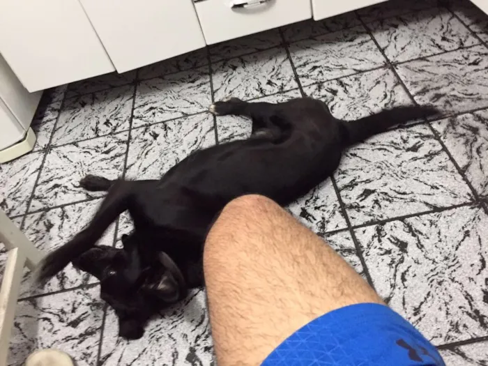 Cachorro ra a vira lata (lembra labrador) idade 6 ou mais anos nome Thor